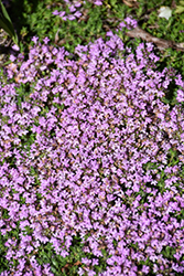 Elfin Creeping Thyme (Thymus praecox 'Elfin') at Sargent's Nursery