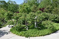 Smooth Sumac (Rhus glabra) at Sargent's Nursery