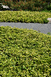 Japanese Spurge (Pachysandra terminalis) at Sargent's Nursery