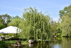 Niobe Golden Weeping Willow (Salix alba 'Niobe') at Sargent's Nursery