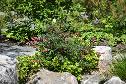 Valentine Bleeding Heart (Dicentra spectabilis 'Hordival') at Sargent's Nursery