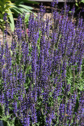 May Night Sage (Salvia x sylvestris 'May Night') at Sargent's Nursery