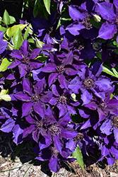 The President Clematis (Clematis 'The President') at Sargent's Nursery