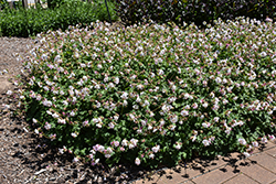 Biokovo Cranesbill (Geranium x cantabrigiense 'Biokovo') at Sargent's Nursery