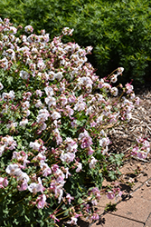 Biokovo Cranesbill (Geranium x cantabrigiense 'Biokovo') at Sargent's Nursery
