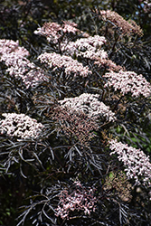 Black Lace Elder (Sambucus nigra 'Eva') at Sargent's Nursery