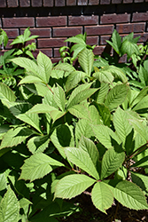 Chestnut Rodgersia (Rodgersia aesculifolia) at Sargent's Nursery