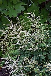 Misty Lace Goatsbeard (Aruncus 'Misty Lace') at Sargent's Nursery
