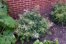 Misty Lace Goatsbeard (Aruncus 'Misty Lace') at Sargent's Nursery