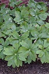 Mayapple (Podophyllum peltatum) at Sargent's Nursery