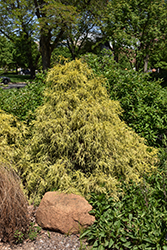 Golden Mop Falsecypress (Chamaecyparis pisifera 'Golden Mop') at Sargent's Nursery