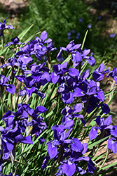 Caesar's Brother Siberian Iris (Iris sibirica 'Caesar's Brother') at Sargent's Nursery