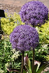 Globemaster Ornamental Onion (Allium 'Globemaster') at Sargent's Nursery