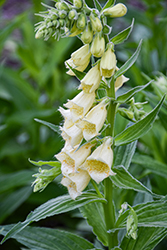 Yellow Foxglove (Digitalis grandiflora) at Sargent's Nursery
