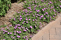 Max Frei Cranesbill (Geranium sanguineum 'Max Frei') at Sargent's Nursery