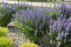 Blue Wild Indigo (Baptisia australis) at Sargent's Nursery