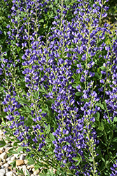 Blue Wild Indigo (Baptisia australis) at Sargent's Nursery