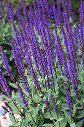 Caradonna Sage (Salvia nemorosa 'Caradonna') at Sargent's Nursery