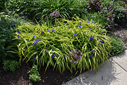 Sweet Kate Spiderwort (Tradescantia x andersoniana 'Sweet Kate') at Sargent's Nursery