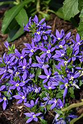 Stardiva Blue Fan Flower (Scaevola aemula 'Stardiva Blue') at Sargent's Nursery