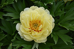 Bartzella Peony (Paeonia 'Bartzella') at Sargent's Nursery