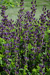 Indigo Spires False Indigo (Baptisia 'Indigo Spires') at Sargent's Nursery
