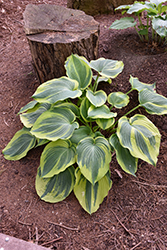 Earth Angel Hosta (Hosta 'Earth Angel') at Sargent's Nursery