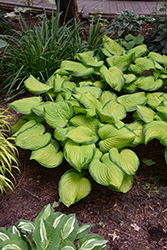 Stained Glass Hosta (Hosta 'Stained Glass') at Sargent's Nursery