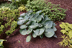 Love Pat Hosta (Hosta 'Love Pat') at Sargent's Nursery