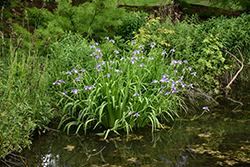 Blue Flag Iris (Iris versicolor) at Sargent's Nursery
