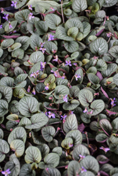 Silver Gem Pansy (Viola walteri 'Silver Gem') at Sargent's Nursery