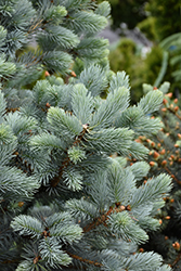 Baby Blue Blue Spruce (Picea pungens 'Baby Blue') at Sargent's Nursery