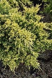 Sea Of Gold Juniper (Juniperus x media 'Sea Of Gold') at Sargent's Nursery