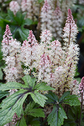 Pink Skyrocket Foamflower (Tiarella 'Pink Skyrocket') at Sargent's Nursery