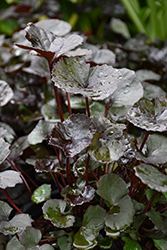 Pandora Rayflower (Ligularia dentata 'Pandora') at Sargent's Nursery