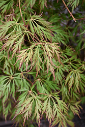 Ice Dragon Maple (Acer 'IsliD') at Sargent's Nursery