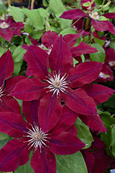 Rebecca Clematis (Clematis 'Rebecca') at Sargent's Nursery