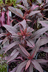 Black Truffle Cardinal Flower (Lobelia cardinalis 'Black Truffle') at Sargent's Nursery