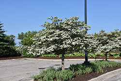Thornless Cockspur Hawthorn (Crataegus crus-galli 'Inermis') at Sargent's Nursery