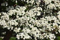 Thornless Cockspur Hawthorn (Crataegus crus-galli 'Inermis') at Sargent's Nursery
