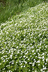 Windflower (Anemone sylvestris) at Sargent's Nursery