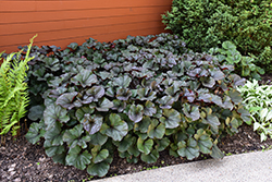 Britt Marie Crawford Rayflower (Ligularia dentata 'Britt Marie Crawford') at Sargent's Nursery