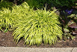 All Gold Hakone Grass (Hakonechloa macra 'All Gold') at Sargent's Nursery