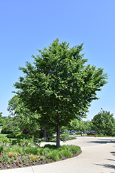 Triumph Elm (Ulmus 'Morton Glossy') at Sargent's Nursery