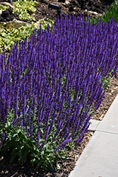 Caradonna Sage (Salvia nemorosa 'Caradonna') at Sargent's Nursery