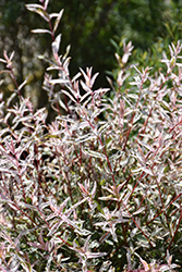 Tricolor Willow (Salix integra 'Hakuro Nishiki') at Sargent's Nursery