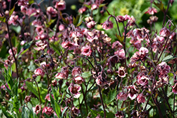 Tempo Rose Avens (Geum 'TNGEUTR') at Sargent's Nursery