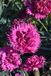 Fruit Punch Spiked Punch Pinks (Dianthus 'Spiked Punch') at Sargent's Nursery