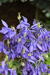 Alpine Columbine (Aquilegia alpina) at Sargent's Nursery