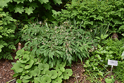 Domino Barrenwort (Epimedium 'Domino') at Sargent's Nursery